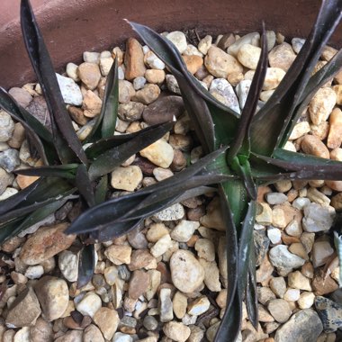 x Alworthia 'Black Gem'