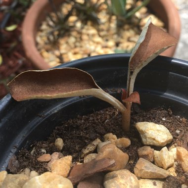 Kalanchoe orgyalis