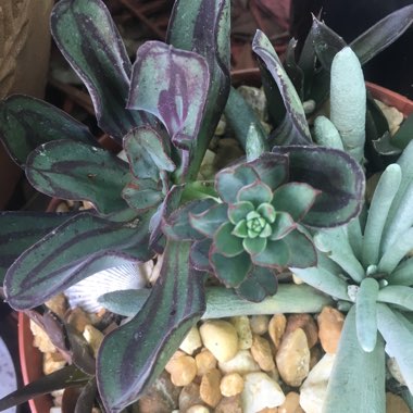 Echeveria Nodulosa