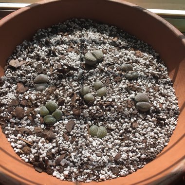 Lithops Hallii var. Hallii