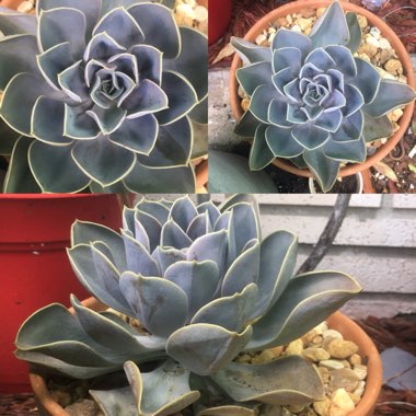 Echeveria Perle Von Nurnberg