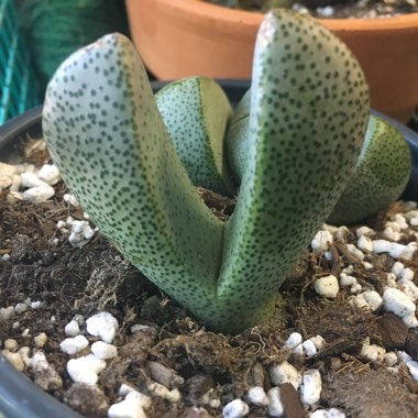 Pleiospilos nelii