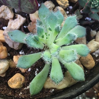 Echeveria Setosa var. Deminuta