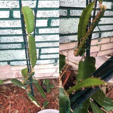 Hylocereus undatus