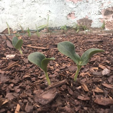 Cucurbita Maxima 'Jack O'Lantern'