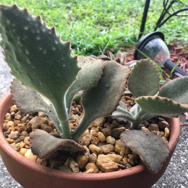 Kalanchoe Beharensis Fang