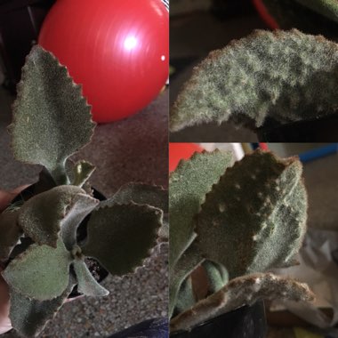 Kalanchoe Beharensis Fang