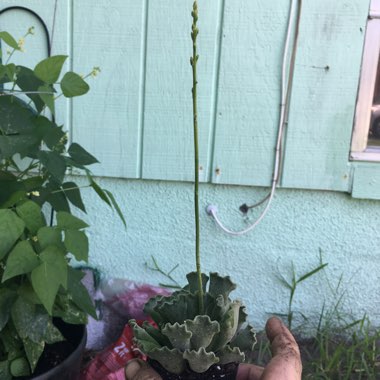 Adromischus cristatus