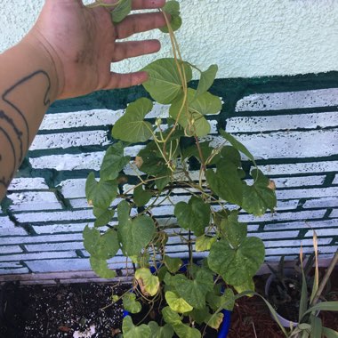 Ipomoea turbinata