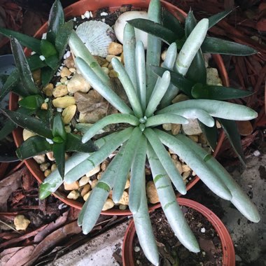 Senecio Scaposus