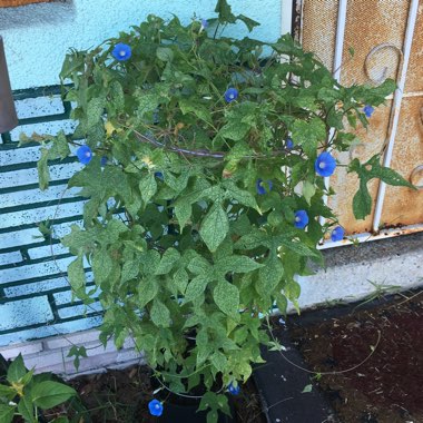 Ipomoea tricolor 'Heavenly Blue'