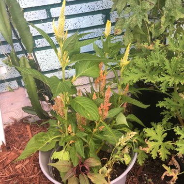 Celosia argentea var. cristata (Plumosa Group) 'Dragon's Breath'