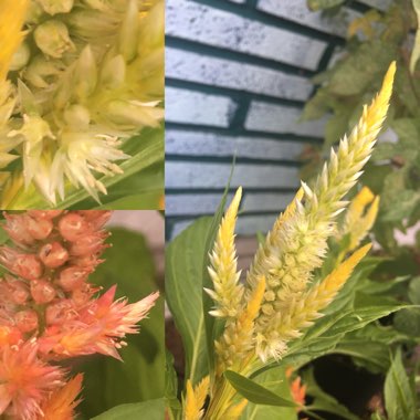 Celosia argentea var. cristata (Plumosa Group) 'Dragon's Breath'