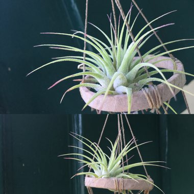 Tillandsia