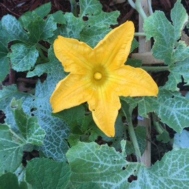 Cucurbita Maxima 'Jack O'Lantern'