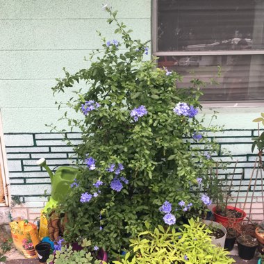 Plumbago auriculata  syn. Plumbago capensis