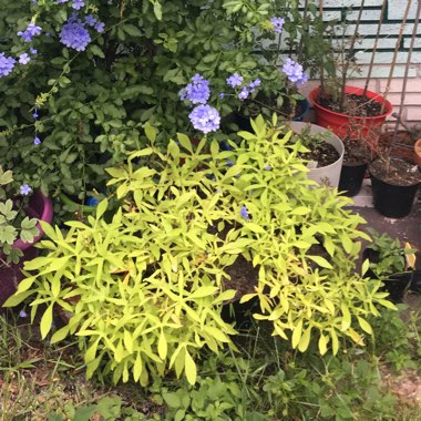 Ipomoea Batatas 'Sweet Caroline Green'