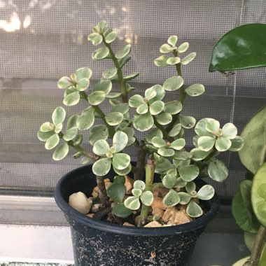 Portulacaria Afra Variegata