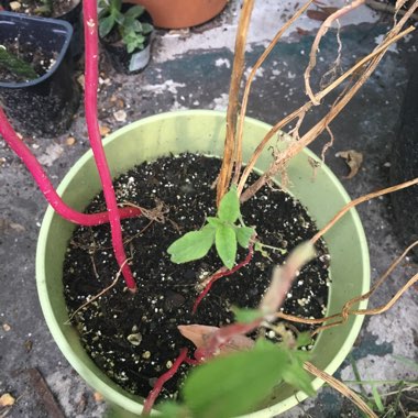 Amaranthus caudatus