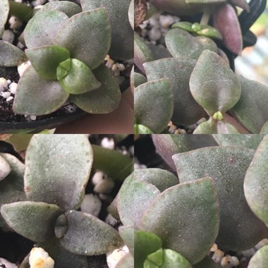 Crassula Pellucida subsp. Marginalis