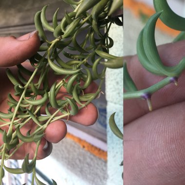 Senecio radicans