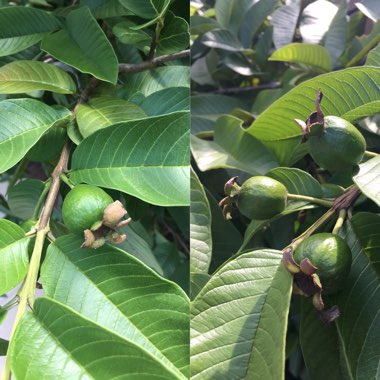 Psidium Guajava