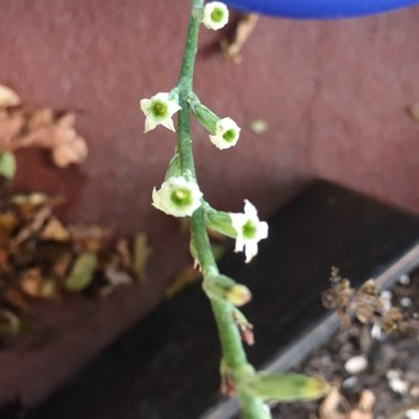 Adromischus cristatus