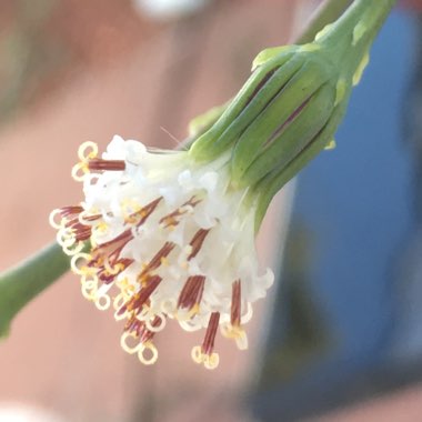 Senecio Hybrid