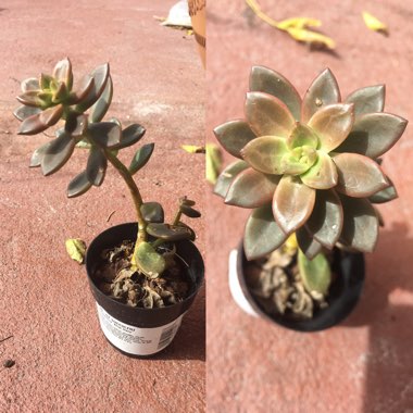 Echeveria Compressicaulis