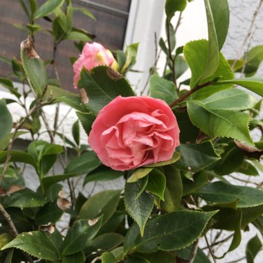 Camellia japonica 'Debutante'