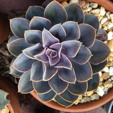 Echeveria Perle Von Nurnberg