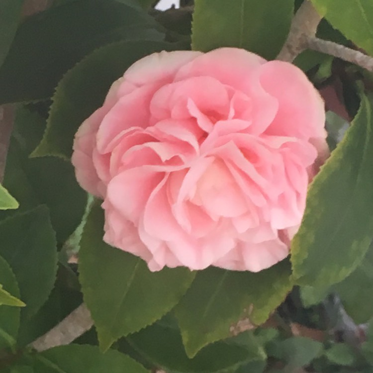 Plant image Camellia japonica 'Debutante'