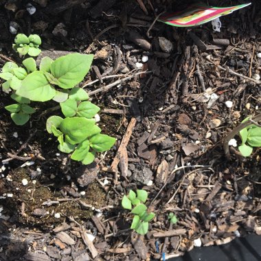 Ocimum basilicum 'Cinnamon'