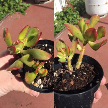 Crassula ovata 'Gollum'