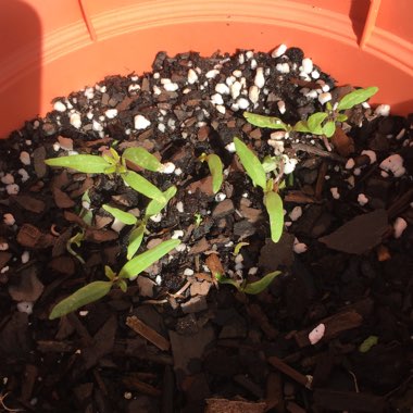 Solanum lycopersicum 'Better Boy'