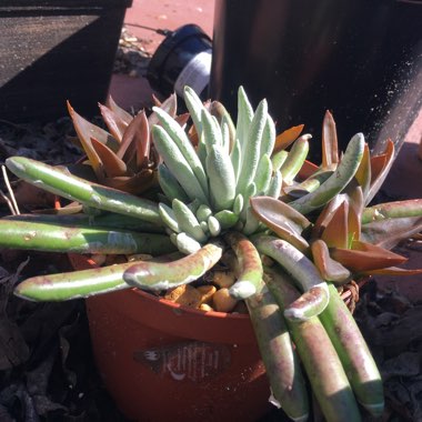 Senecio Scaposus