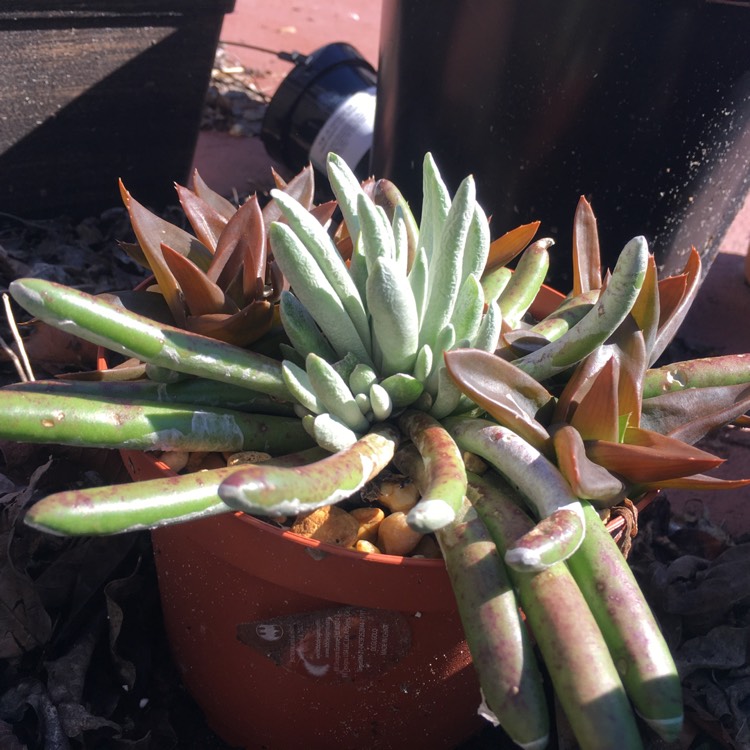 Plant image Senecio Scaposus