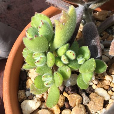 Cotyledon tomentosa