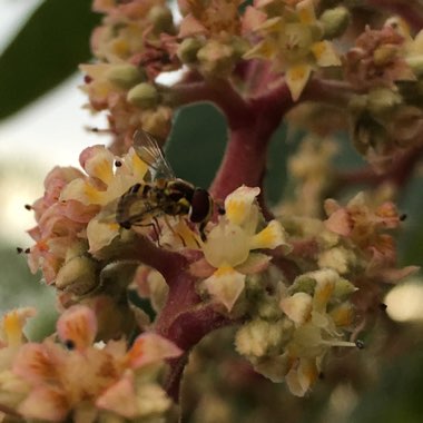 Mangifera indica