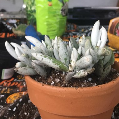 Senecio Haworthii