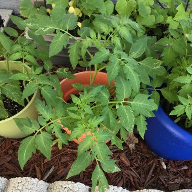 Solanum lycopersicum 'Better Boy'