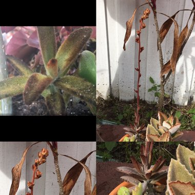 Kalanchoe Tomentosa 'Chocolate Soldier'