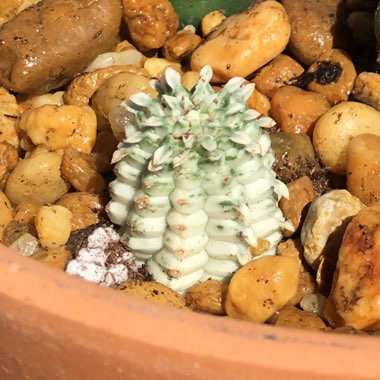 Euphorbia mammillaris 'Variegata'