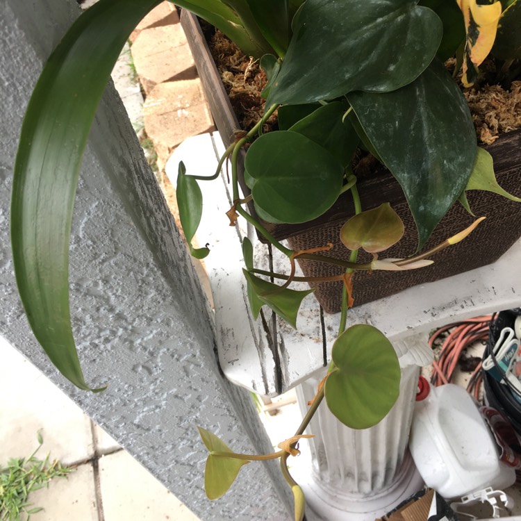 Plant image Philodendron hederaceum var. Oxycardium