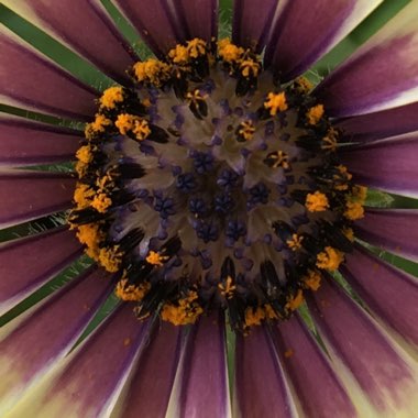 Osteospermum ecklonis 'Blue Eyed Beauty'