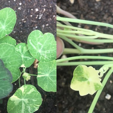 Tropaeolum majus