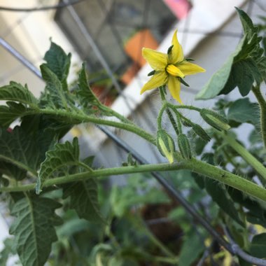 Solanum lycopersicum 'Gardener's Delight' syn. Solanum lycopersicum 'Gardeners Delight'