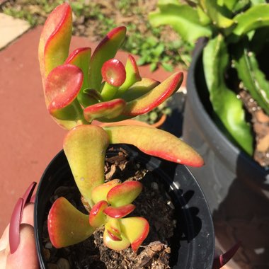 Crassula ovata 'Gollum'