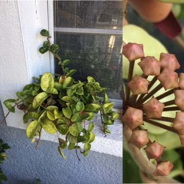 Hoya Carnosa 'Krinkle 8'