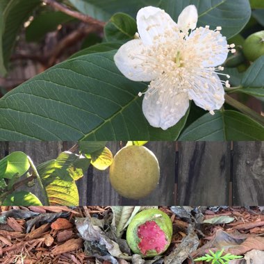 Psidium Guajava